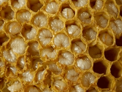 Produk Beekeeping