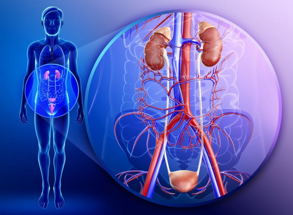 Dengan keradangan pada organ sistem genitouriner, rawatan dengan halia dilarang. 